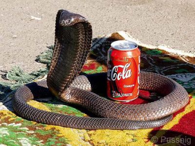 touch� le coka pour voir